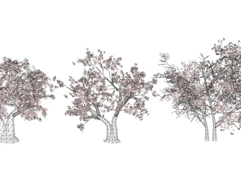 Albero sudafricano di Erythrina lysistemon Modello 3D