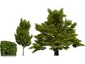 UK Hedgerow Hornbeam Collection 3D Model