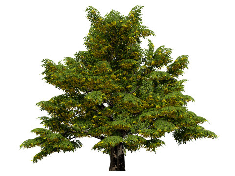 UK Hedgerow Hornbeam Collection 3D Modell