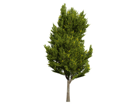 UK Hedgerow Hornbeam Collection 3D Modell