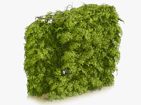 Regno Unito Collezione di carpini di siepi Modello 3D