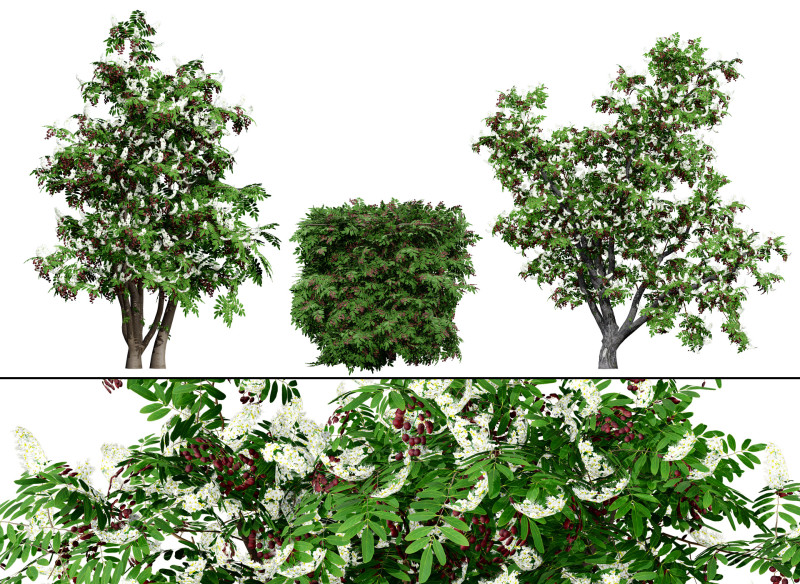 Cherry Laurel Rowan Pack 3D Model .c4d .max .obj .3ds .fbx .stl .blend