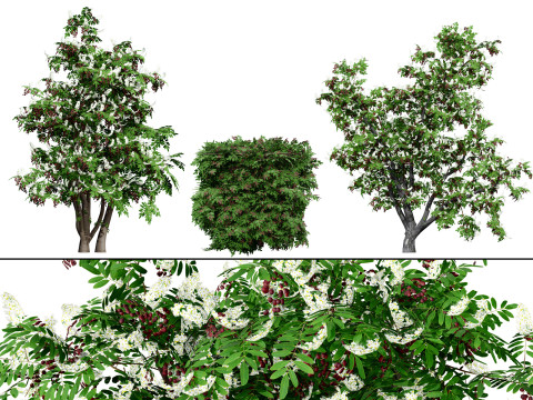 Cherry Laurel Rowan Pack 3D Model