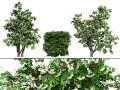 Cherry Laurel Rowan Pack 3D Model