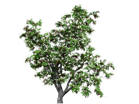 Cherry Laurel Rowan Pack 3D Model