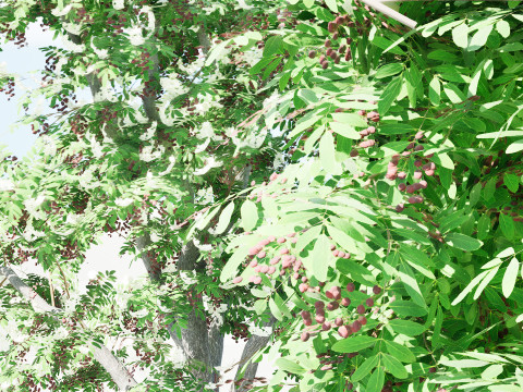 Cherry Laurel Rowan Pack 3D Model