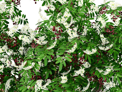 Cherry Laurel Rowan Pack 3D Model