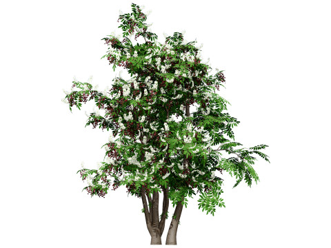 Cherry Laurel Rowan Pack 3D Model