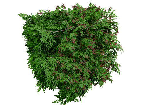 Cherry Laurel Rowan Pack 3D Model