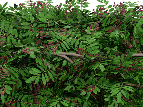 Cherry Laurel Rowan Pack 3D Model