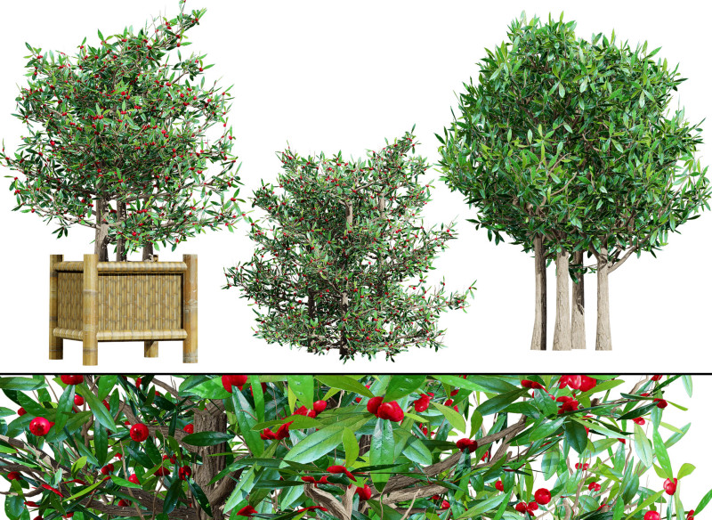 South African Miracle Berry Plant 3D Model .c4d .max .obj .3ds .fbx .stl .blend