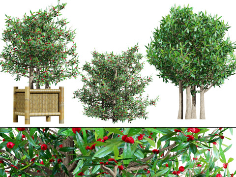 South African Miracle Berry Plant 3D 모델
