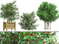 South African Miracle Berry Plant 3D मॉडल