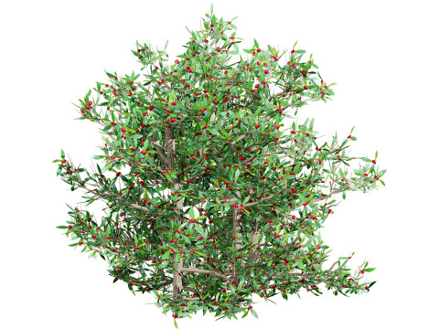 South African Miracle Berry Plant 3D Model