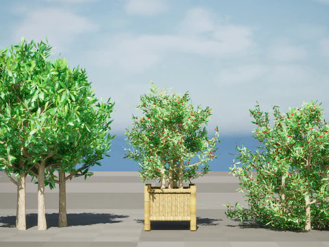 Pianta di bacche miracolose sudafricane Modello 3D