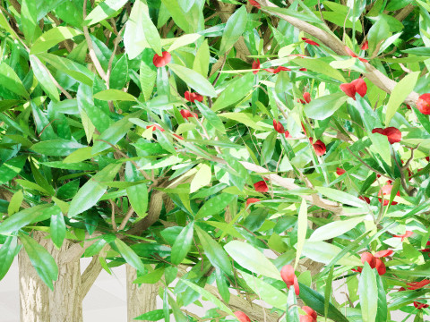 South African Miracle Berry Plant 3D Model
