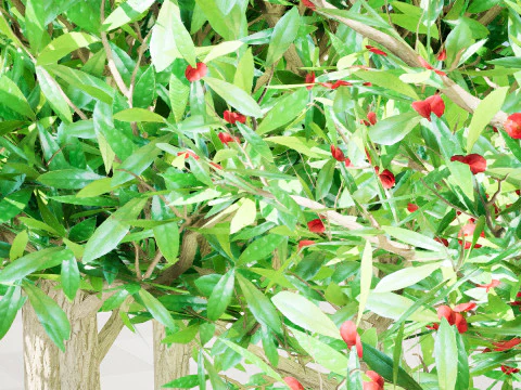 Pianta di bacche miracolose sudafricane Modello 3D