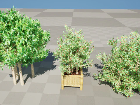 Pianta di bacche miracolose sudafricane Modello 3D