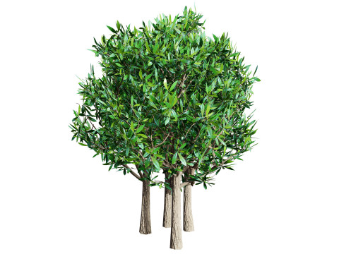 South African Miracle Berry Plant 3D Model