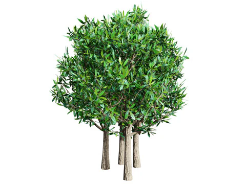 Pianta di bacche miracolose sudafricane Modello 3D