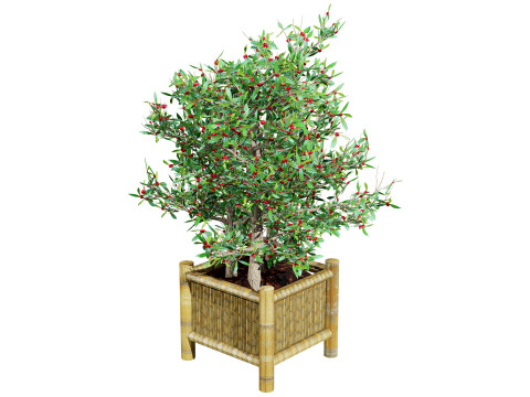 South African Miracle Berry Plant 3D Model