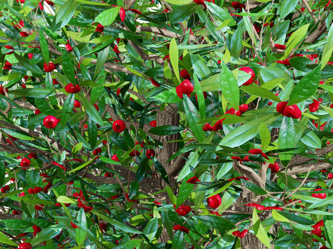 South African Miracle Berry Plant 3D Model