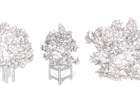 South African Miracle Berry Plant 3D Model