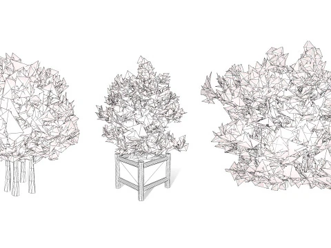 Pianta di bacche miracolose sudafricane Modello 3D