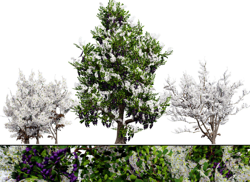 UK Hedgerow Blackthorn Pack 3D 모델 .c4d .max .obj .3ds .fbx .stl .blend
