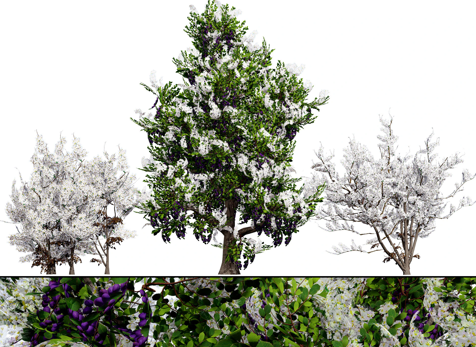 UK Hedgerow Blackthorn Pack 3D Model .c4d .max .obj .3ds .fbx .stl .blend