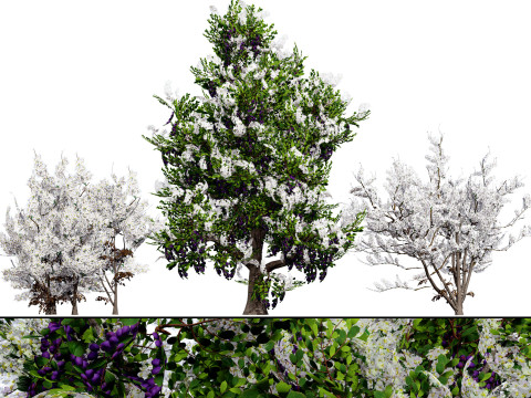 UK Hedgerow Blackthorn Pack 3D Model