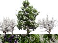 UK Hedgerow Blackthorn Pack 3D Model