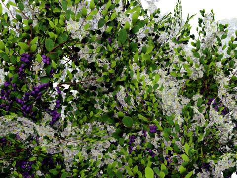 UK Hedgerow Blackthorn Pack 3D 모델