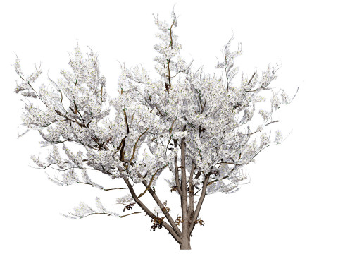 UK Hedgerow Blackthorn Pack 3D 모델