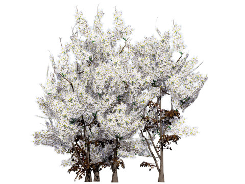 UK Hedgerow Blackthorn Pack 3D 모델