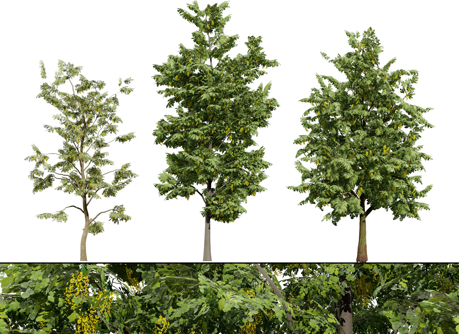 UK Alder British Trees 3D Model .c4d .max .obj .3ds .fbx .stl .blend 