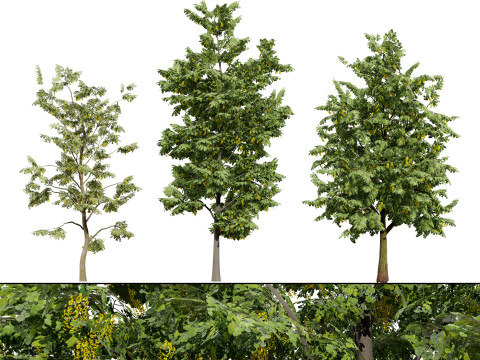 UK Alder British Trees 3D Model