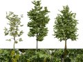 UK Alder British Trees 3D Model