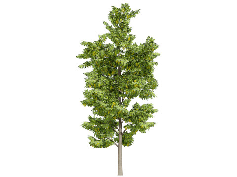 UK Alder British Trees 3D Model