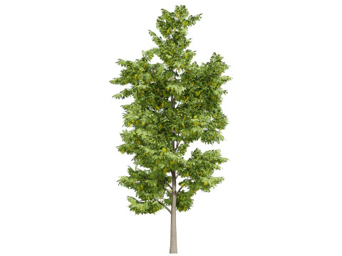UK Alder British Trees 3D Model