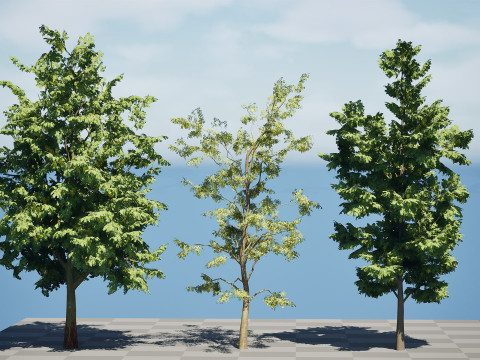 UK Alder British Trees 3D Model