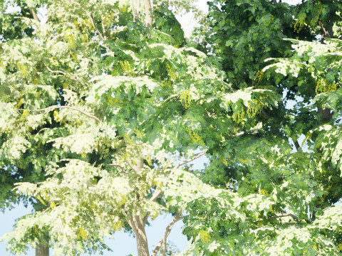 UK Alder British Trees 3D Model