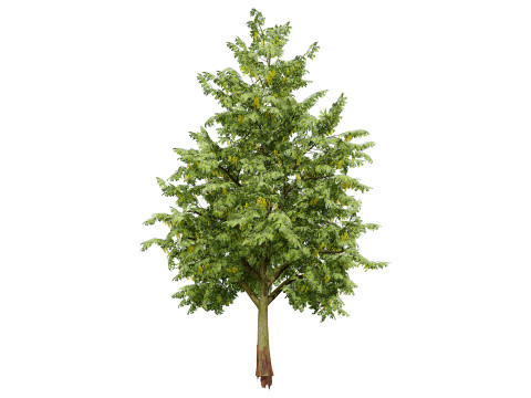 UK Alder British Trees 3D Model