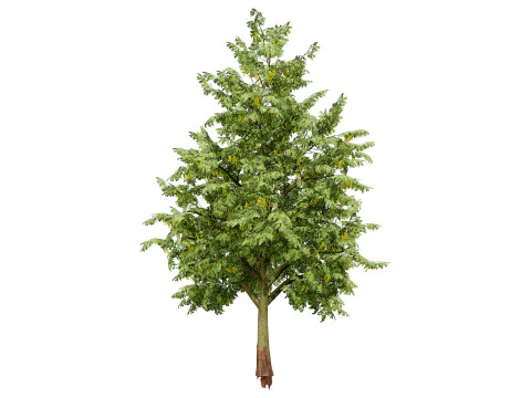 UK Alder British Trees 3D Model