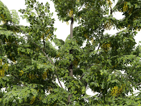 UK Alder British Trees 3D Model