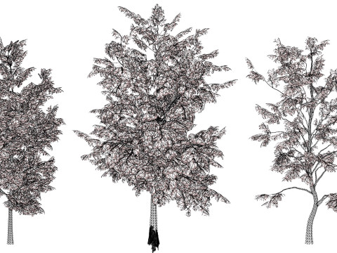 UK Alder British Trees 3D Model
