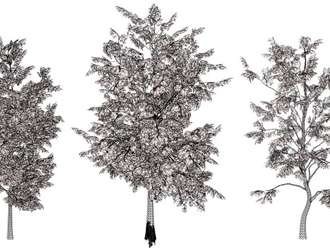 UK Alder British Trees 3D Model