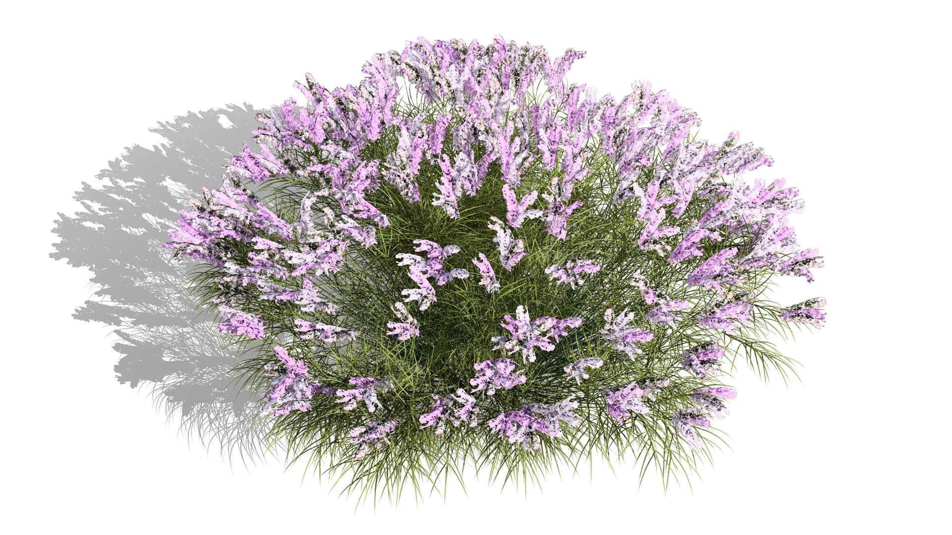 Pacchetto Lavandula BeeZee britannico Modello 3D .c4d .max .obj .3ds .fbx .stl .blend 
