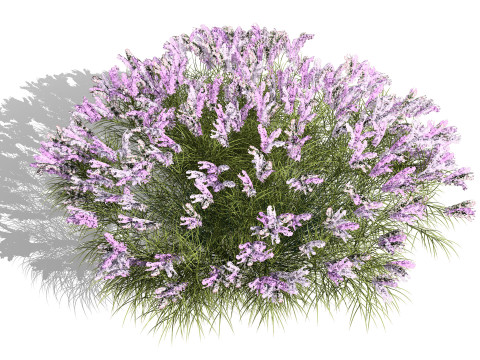 British Lavandula BeeZee Pack 3D Model