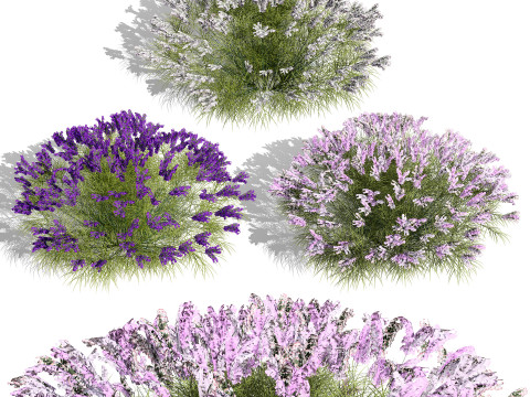 British Lavandula BeeZee Pack 3D 模型